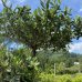 Olea Europea, Olivovník európsky, kont. C160L, výška: 180-190 cm (-12°C) - bonsaj